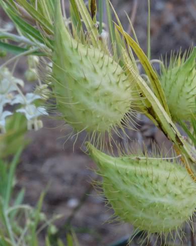 Fotografia de capa Gomphocarpus fruticosus - do Jardim Botânico