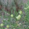 Fotografia 11 da espécie Gomphocarpus fruticosus do Jardim Botânico UTAD