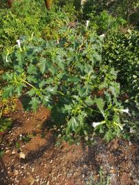 Fotografia da espécie Datura stramonium