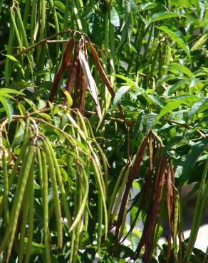 Fotografia 5 da espécie Tecoma stans no Jardim Botânico UTAD