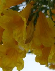 Campsis radicans