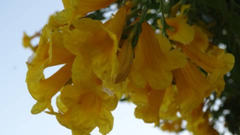 Fotografia da espécie Campsis radicans