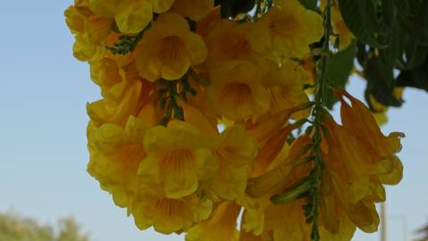 Fotografia da espécie Campsis radicans