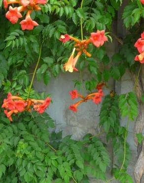 Fotografia 3 da espécie Campsis radicans no Jardim Botânico UTAD