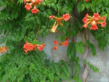 Fotografia da espécie Campsis radicans