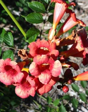 Fotografia 6 da espécie Campsis radicans no Jardim Botânico UTAD