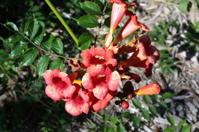 Fotografia da espécie Campsis radicans