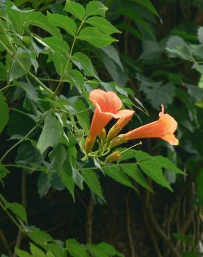 Fotografia 7 da espécie Campsis radicans no Jardim Botânico UTAD