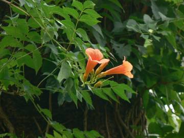 Fotografia da espécie Campsis radicans