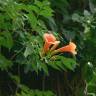 Fotografia 7 da espécie Campsis radicans do Jardim Botânico UTAD