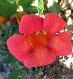 Fotografia da espécie Campsis radicans