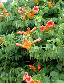 Fotografia da espécie Campsis radicans