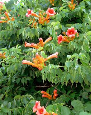 Fotografia 9 da espécie Campsis radicans no Jardim Botânico UTAD