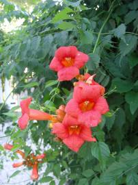 Fotografia da espécie Campsis radicans