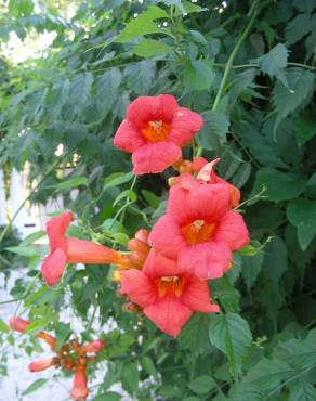 Fotografia 10 da espécie Campsis radicans no Jardim Botânico UTAD