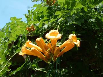 Fotografia da espécie Campsis radicans