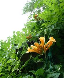 Fotografia da espécie Campsis radicans