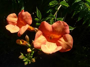 Fotografia da espécie Campsis radicans