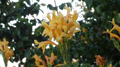 Fotografia da espécie Tecoma capensis