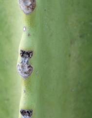 Euphorbia ingens