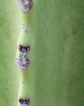 Fotografia 1 da espécie Euphorbia ingens no Jardim Botânico UTAD