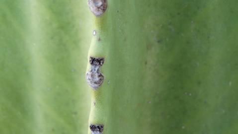 Fotografia da espécie Euphorbia ingens