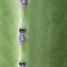 Fotografia 1 da espécie Euphorbia ingens do Jardim Botânico UTAD