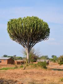 Fotografia da espécie Euphorbia ingens