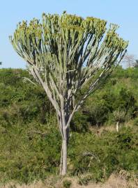 Fotografia da espécie Euphorbia ingens