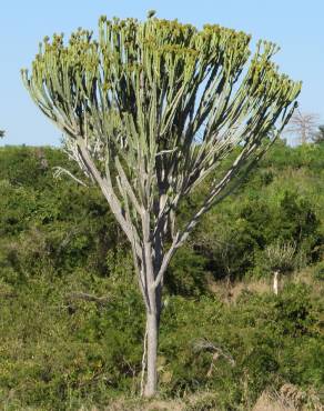 Fotografia 3 da espécie Euphorbia ingens no Jardim Botânico UTAD
