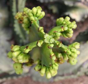 Fotografia da espécie Euphorbia ingens