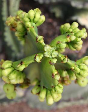 Fotografia 4 da espécie Euphorbia ingens no Jardim Botânico UTAD