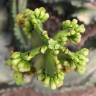 Fotografia 4 da espécie Euphorbia ingens do Jardim Botânico UTAD