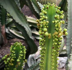 Fotografia da espécie Euphorbia ingens