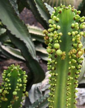 Fotografia 5 da espécie Euphorbia ingens no Jardim Botânico UTAD