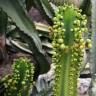 Fotografia 5 da espécie Euphorbia ingens do Jardim Botânico UTAD