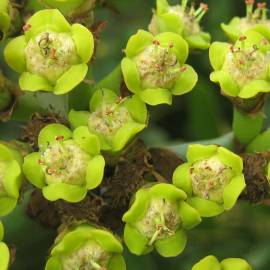 Fotografia da espécie Euphorbia ingens