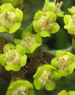 Fotografia 6 da espécie Euphorbia ingens no Jardim Botânico UTAD