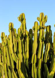 Fotografia da espécie Euphorbia ingens