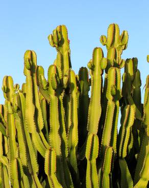 Fotografia 7 da espécie Euphorbia ingens no Jardim Botânico UTAD