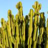 Fotografia 7 da espécie Euphorbia ingens do Jardim Botânico UTAD