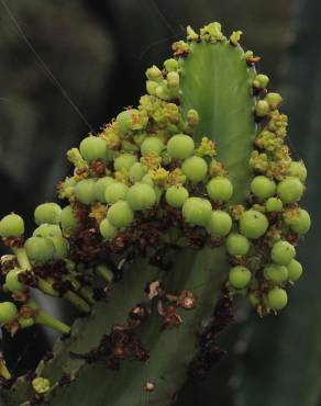Fotografia 8 da espécie Euphorbia ingens no Jardim Botânico UTAD