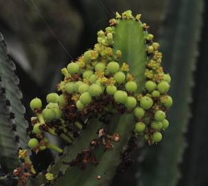 Fotografia da espécie Euphorbia ingens