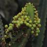 Fotografia 8 da espécie Euphorbia ingens do Jardim Botânico UTAD