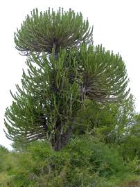 Fotografia da espécie Euphorbia ingens