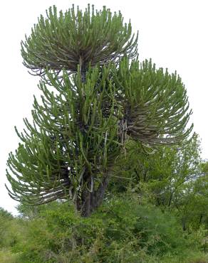 Fotografia 9 da espécie Euphorbia ingens no Jardim Botânico UTAD