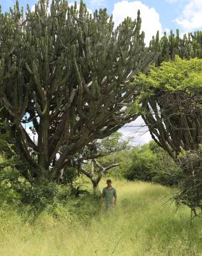 Fotografia 10 da espécie Euphorbia ingens no Jardim Botânico UTAD