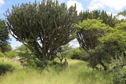 Fotografia da espécie Euphorbia ingens