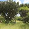 Fotografia 10 da espécie Euphorbia ingens do Jardim Botânico UTAD