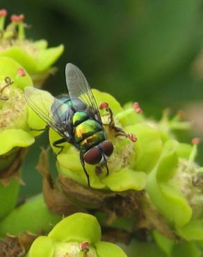 Fotografia 11 da espécie Euphorbia ingens no Jardim Botânico UTAD